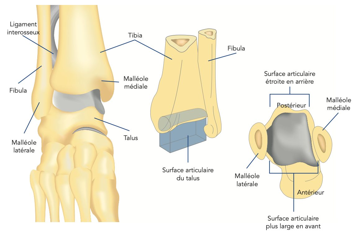 schéma de la cheville